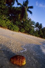 Ile de Mahé  noix de coco sur la plage.