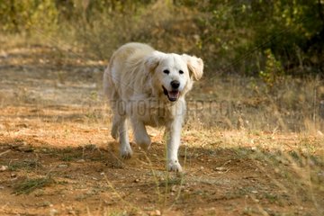 Old Golden retriever running on a way France
