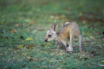 Young Eastern Grey Kangaroo lying down Cania Gorge NP