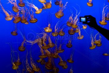 Sea Nettles Monterey Bay Aquarium California USA