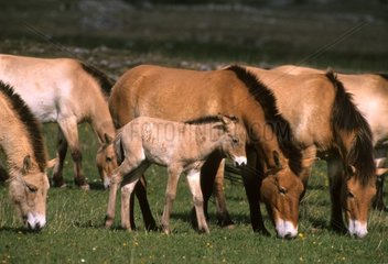 Przewalski Pferde verursachen Méjan die Cevennes Frankreich