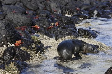 California Sea Lion pup playing at water's edge Galapagos