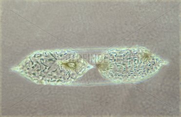 Division of Rhizosolenia diatoms in optical microscopy
