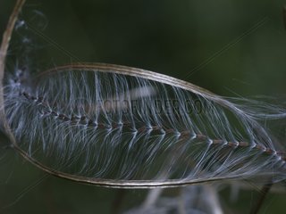Fireweed -Samen  die eine geometrische Figur bilden