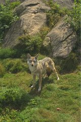 Wolf betrachtet den Fotografen Creuse Frankreich