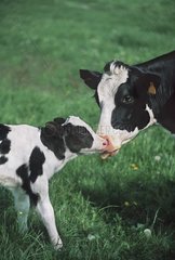Vache Prim'Holstein léchant son veau nouveau-né dans pré