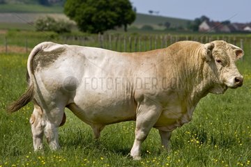 Portrait of a Bull race 'Charolaise' Charolais France