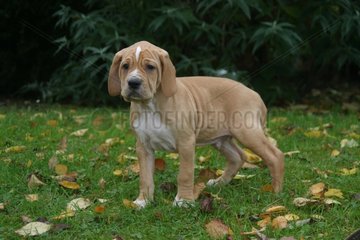 Portuguese pointing puppy dog in grass France
