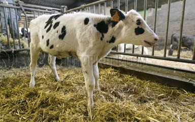 Prim 'Holstein -Kalb mit Atempathologie Frankreich