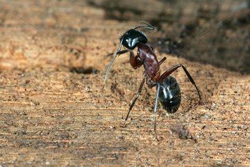 Tischler -Ameisenreinigung der Antennen Loiret Frankreich