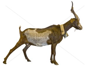 Rove goat with a bell on white background