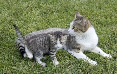 Chatte et son chaton dans l'herbe