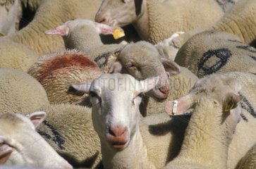 Troupeau de moutons lors de la transhumance France