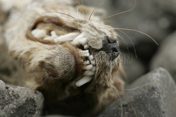 Close-up on the dentition of a died Arctic fox's in Iceland