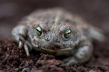 Porträt eines Natterjack Toad Isère Frankreich