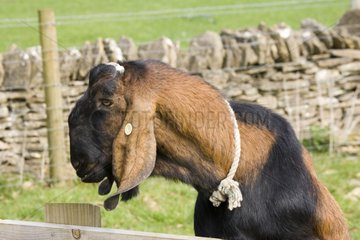 Nanny goat peering over fence Cotswold Farm Park UK