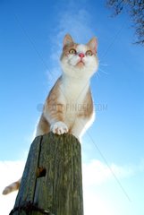 Europäische Katze auf einem Holzpfosten Frankreich