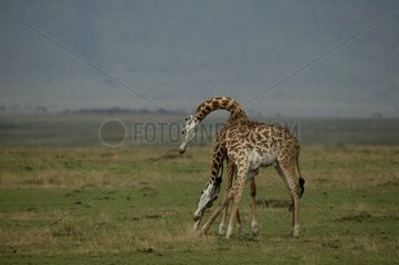 Girafe Masaï Combat de mâles Masaï Mara Kenya