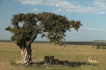 Lionesses lying in the shade of a tree Masaï Mara Kenya