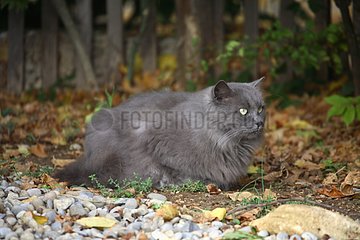 Cat lying down on gravel in a garden