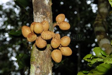 Fruits on a trunl of cauliflorous tree New Caledonia