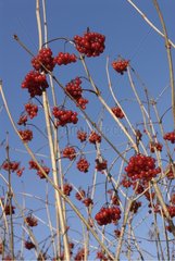 Cluster von roten Beeren im Winter