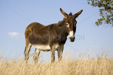 Donkey in a grassland Bulgaria