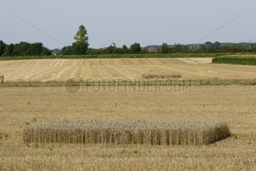 Fields of grain harvested France