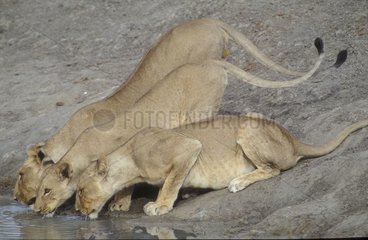 Famille de lions s'abreuvant PN Waza Cameroun