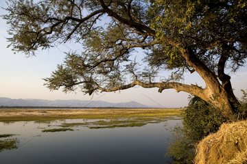 Tree in the Plain of Zambezi NP Mana Pools Zimbabwe