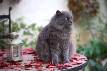 Cat sitting on a table outdoor