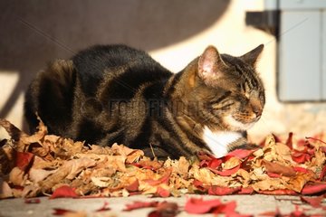Cat lying down on dead leaves