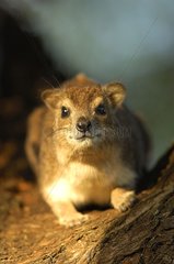 Hyrax taking the last rays of sun in a tree