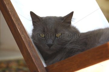 Portrait of a cat lying down in a deckchair