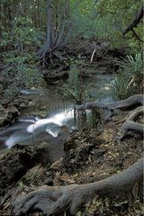 Brook in wet tropical forest Australia