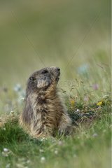 Alpine marmot out of its burrow Pyrenees Spain