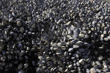 Kolonie blauer Muscheln auf Felsen bei Ebbe Frankreich
