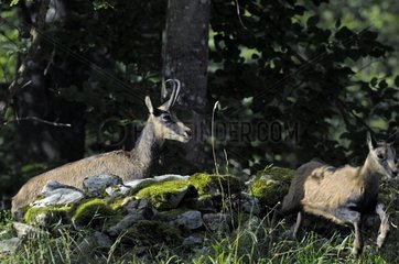 Young Chamois frightened current followed by an adult France
