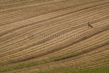 European hare sitting in a field Marne France