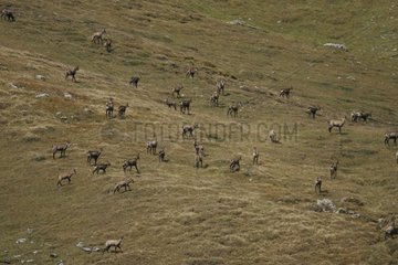 Chamois herd with youngsters on rocks Valais Switzerland