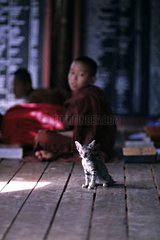 Kitten sitting near a young monk Burma