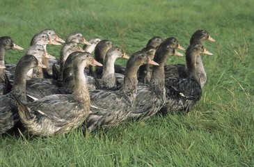Mulard Enten für die Herstellung von Foie Gras
