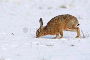 European hare smelling the snow Great Britain