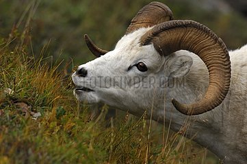 PortrÃ¤t eines Widders von Dalls Schaf NP Denali Alaska