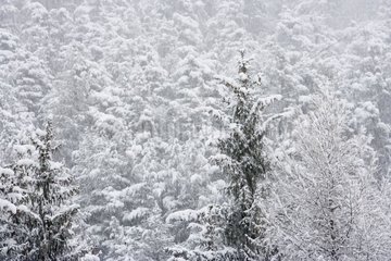 Nadelwald unter den Schneealpes Frankreich