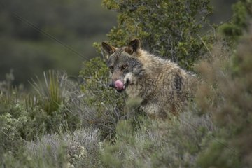 Iberian wolf licking its nose Norway