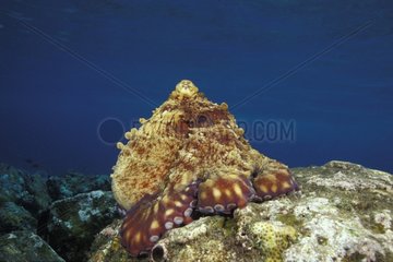 Gesättungsgefertigter pazifischer Tag Oktopus  der von Hunt Bali ruht