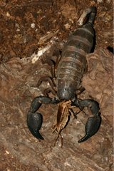 Scorpion Pandinus in terrarium Gand Belgium