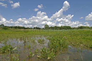 Flooded wetlands in the Allan natural area Doubs