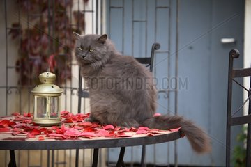 Cat sitting on a table outdoor